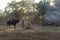 Thai local boy riding on buffalo and playing computer notebook with father in farm