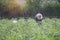 Thai local farmer harvesting a sweet potato(yams) in a field,filtered image,selective focus,light effect added