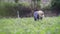 Thai local farmer harvesting a sweet potatoyams in a field,filtered image,selective focus