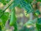 Thai Long Green Eggplant, light green fruits, Solanum melongena