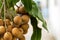 Thai longan fruit with brown and green leaves,