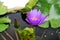 Thai lotus.