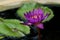 Thai Lotus Purple Color Blooming Side view on water with Leaves