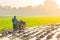 Thai male farmer driving a tractor to prepare a land for planting season.