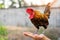 Thai man holding and training a Chicken rooster in his hands on a sunny day in the countryside, The concept of organic animal