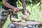 Thai man peels fresh coconut in the jungle