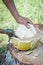 Thai man peels fresh coconut in the jungle