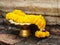 Thai Marigold Garland on Golden Tray, Ayutthaya, Thailand