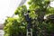 Thai men people gardening and cutting pruning branch Plumeria tree in garden at front of home at Nonthaburi, Thailand