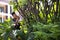 Thai men people gardening and cutting pruning branch Plumeria tree in garden at front of home at Nonthaburi, Thailand