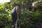 Thai men people gardening and cutting pruning branch Plumeria tree in garden at front of home at Nonthaburi, Thailand