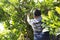 Thai men people gardening and cutting pruning branch Plumeria tree in garden at front of home at Nonthaburi, Thailand