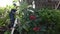 Thai men people gardening and cutting pruning branch Plumeria tree in garden at front of home at Nonthaburi, Thailand