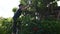 Thai men people gardening and cutting pruning branch Plumeria tree in garden at front of home at Nonthaburi, Thailand