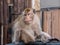 Thai monkey Macaque in the cityclose up, Lopburi, Thailand.