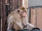 Thai monkey Macaque in the cityclose up, Lopburi, Thailand.