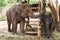 Thai mother elephant and calf Thailand