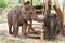Thai mother elephant and calf Thailand
