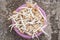 Thai mushroom ,termite mushroom in tray on concrete background