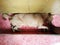Thai native skinny dog sleeping at bottom floor