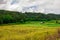 Thai nature landscape rice field with beautiful blue sky and clouds