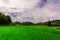 Thai nature landscape rice field with beautiful blue sky and clouds