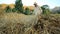 Thai Northern men collecting rice still on it`s stalk, clumped together and then carried on their shoulders to the communal pile r