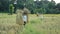 Thai Northern men collecting rice still on it`s stalk, clumped together and then carried on their shoulders to the communal pile r