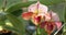 Thai Paphiopedilum orchid flower bloom in spring decoration the beauty of nature, A rare wild orchid decorated in tropical garden