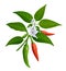 Thai paprika red and green fresh with leaves and chili flower realistic design
