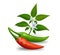 Thai paprika red and green fresh with leaves and chili flower realistic design, isolated