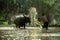 Thai peasant men are bathing for buffaloes