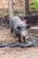 Thai Pig, Wild boar