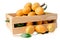 Thai Plango, Plum Mango, Mayongchid, Maprang or Sweet Yellow Marian Plum fruit on white background with clipping path