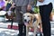 Thai Police Dog, Police man holding leashed for training dog.