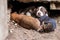 Thai puppies are lying on the ground under the concrete floor