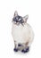 Thai purebred cat on a white background