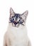 Thai purebred cat on a white background