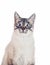 Thai purebred cat on a white background