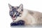 Thai purebred cat on a white background