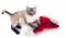 Thai purebred cat on a white background with a Santa Claus hat