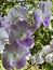 Thai Purple Orchid