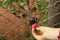 Thai Red Barking Deer at an animal sanctuary