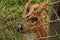 Thai Red Barking Deer at an animal sanctuary