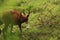 Thai Red Barking Deer at an animal sanctuary