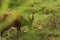 Thai Red Barking Deer at an animal sanctuary
