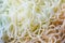 Thai rice noodles background / Close up Thailand food vermicelli noodle