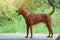 A Thai ridgeback dog with graceful brown coat stands on the road.