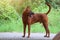 A Thai ridgeback dog with graceful brown coat stands on the road.