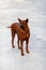 Thai Ridgeback Dog in Happy Emotion. Thai ridgeblack dog outdoors.breed dog standing looking, Thai Ridgeback